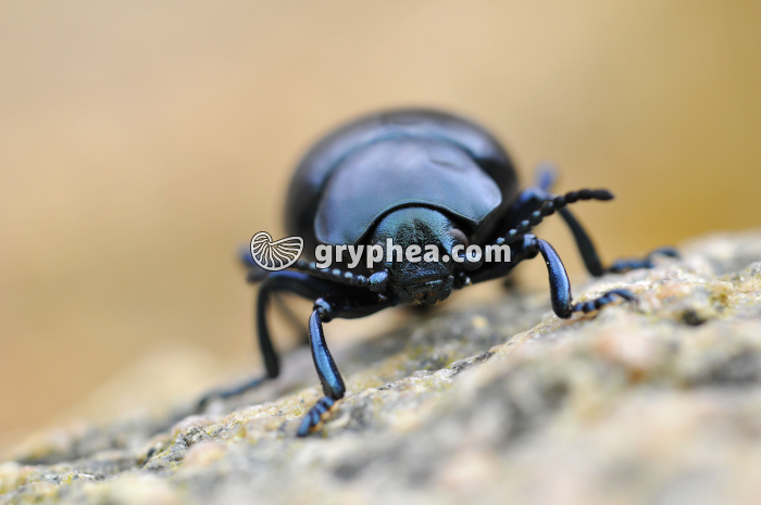 Timarcha tenebricosa (Chrysomelidé) - gryphea.com